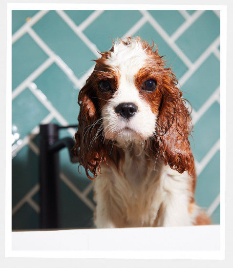 Kerzon Dog & Cat Shampoo x Bandit